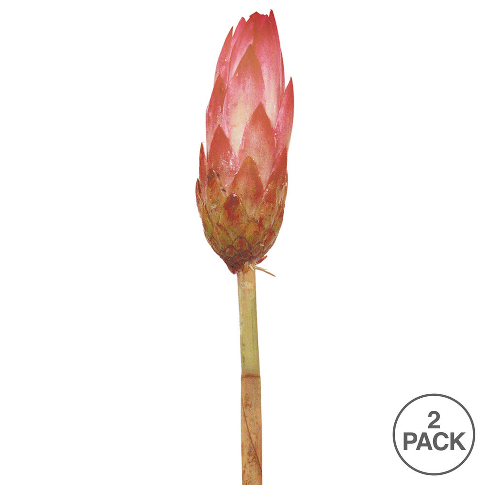 Vickerman 18-24" Erica Pink Repens Head attached to a Reed Stem. Includes 20 Stems comes Dried.