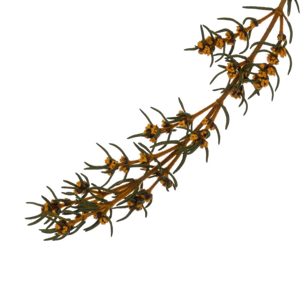 Vickerman 22-26" Aspen Gold Grabia 5-6 oz Bundle Preserved