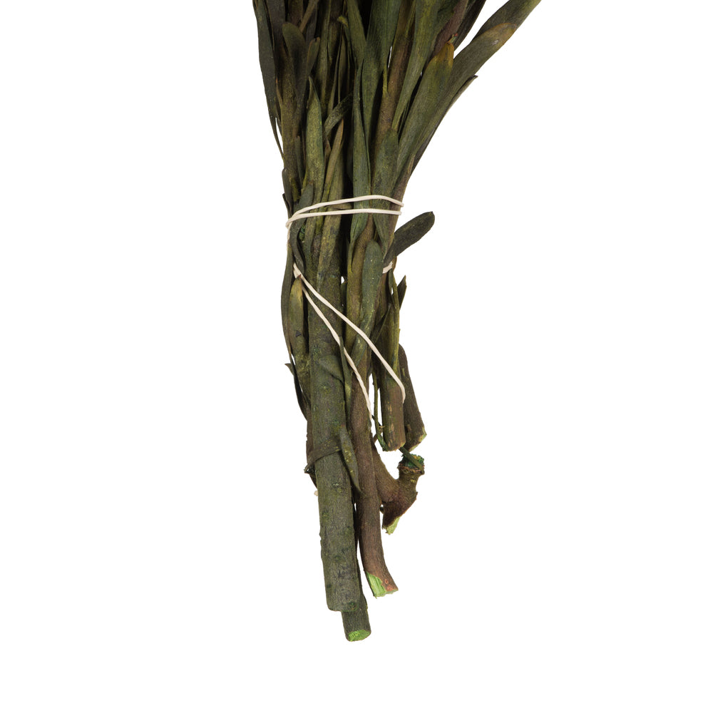 Vickerman 8-20" Aspen Gold Plumosum Female 8 flower heads per bundle Preserved