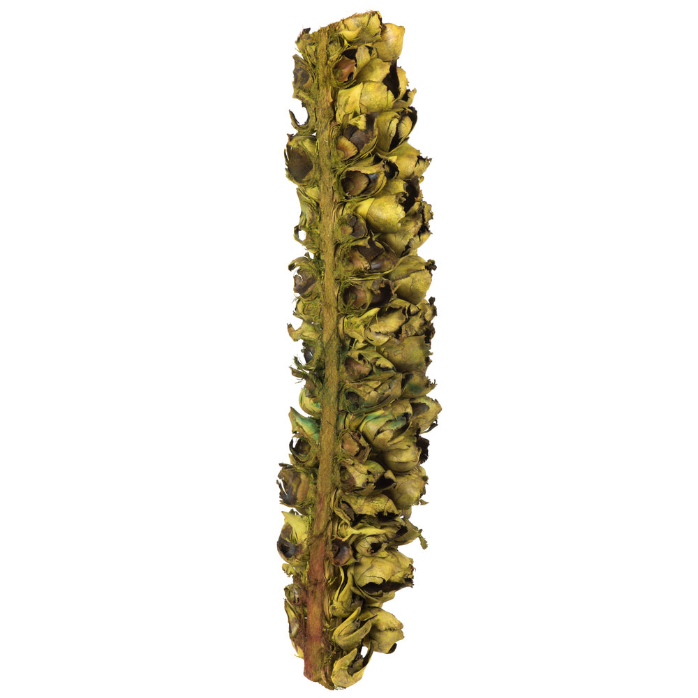 Vickerman 26-28" Basil Giant Seed Pod - Half