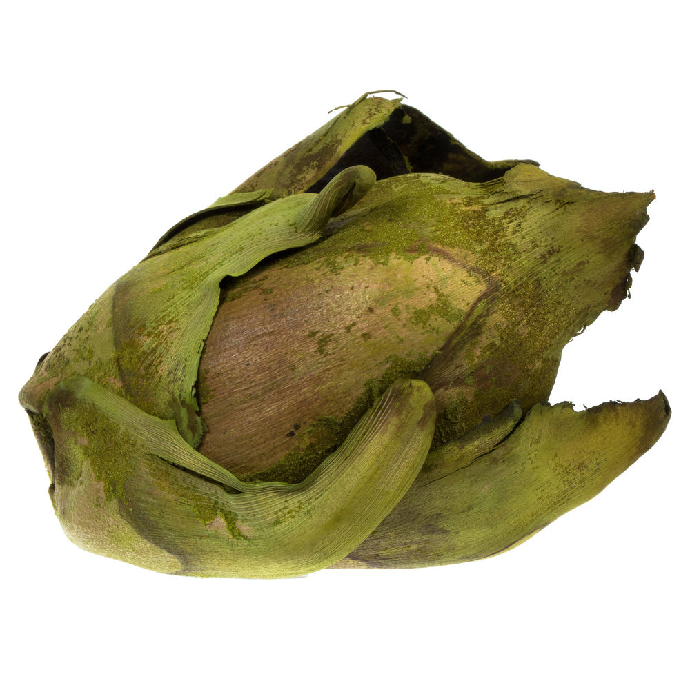 Vickerman 2-3" Assorted Cacho Pod Bulk Assorted Colors bulk case of 60 pods Dried