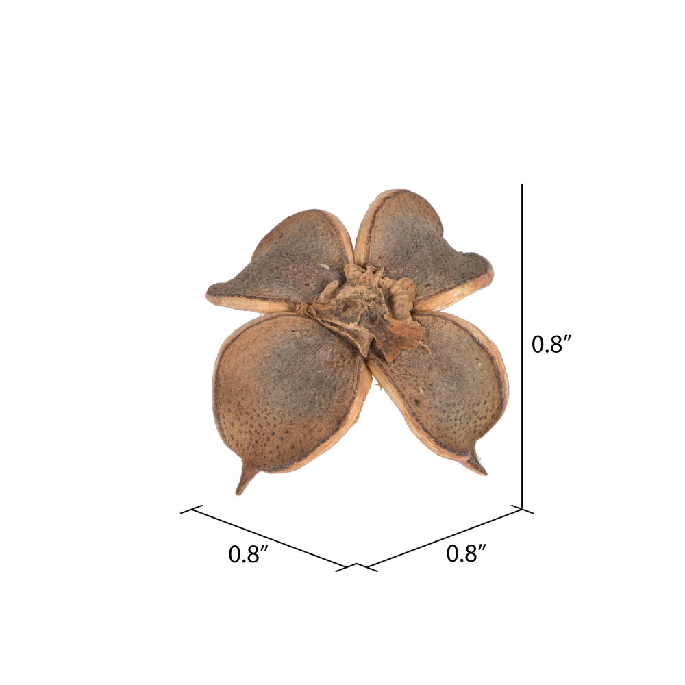 Vickerman Natural Botanicals 0.8" Cotton Flower Natural. Includes 1 kilogram of product per unit