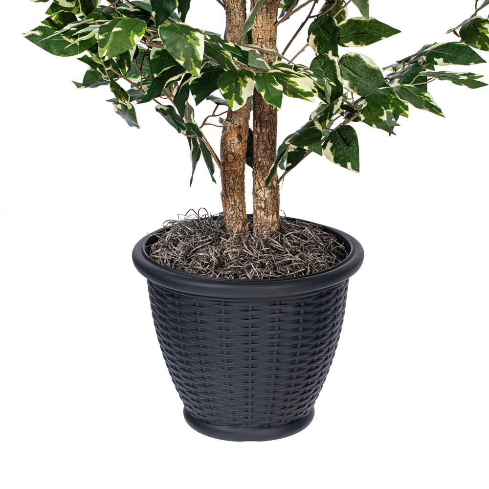 Vickerman 4' Artificial Variegated Ficus Bush Gray Round Plastic Container.