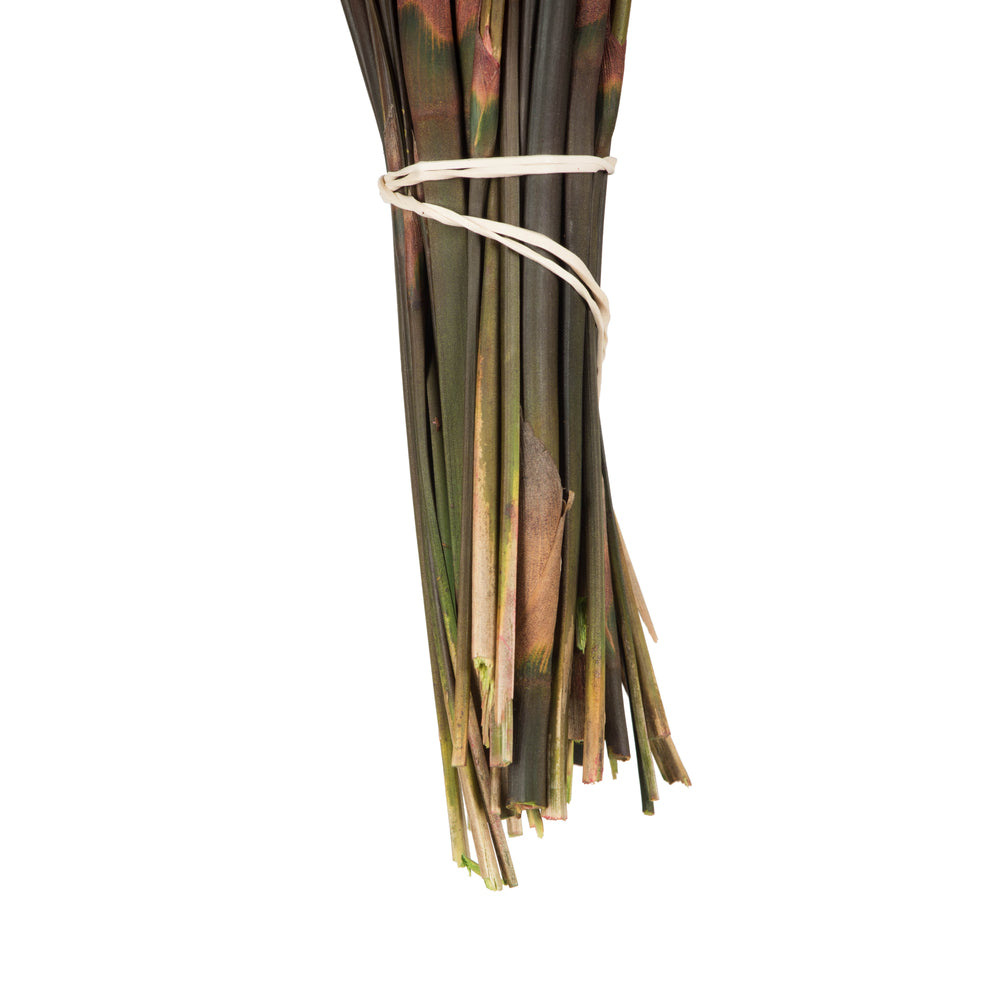 Vickerman 15-20" Red Bell Female short 5-6 oz Bundle Preserved