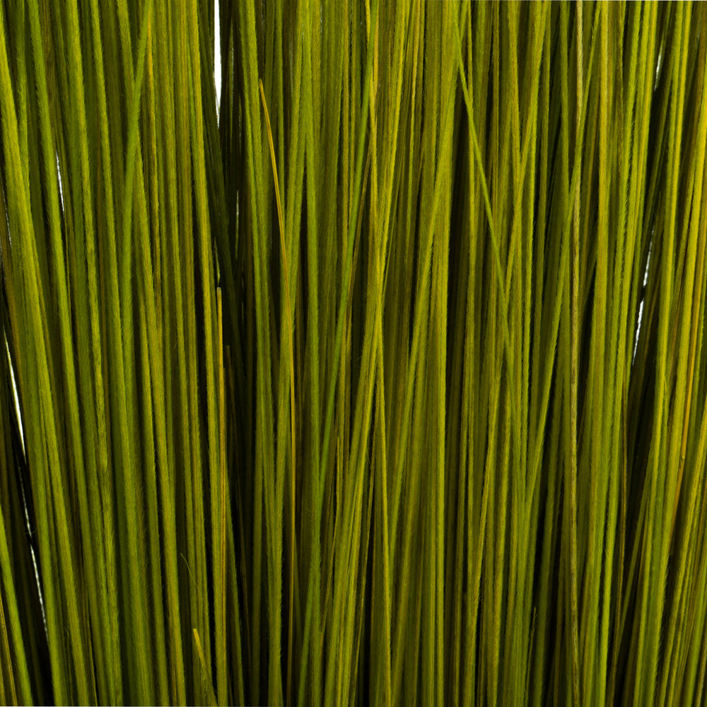 Vickerman 35-40" Basil Bright Grass 8 oz Bundle Dried