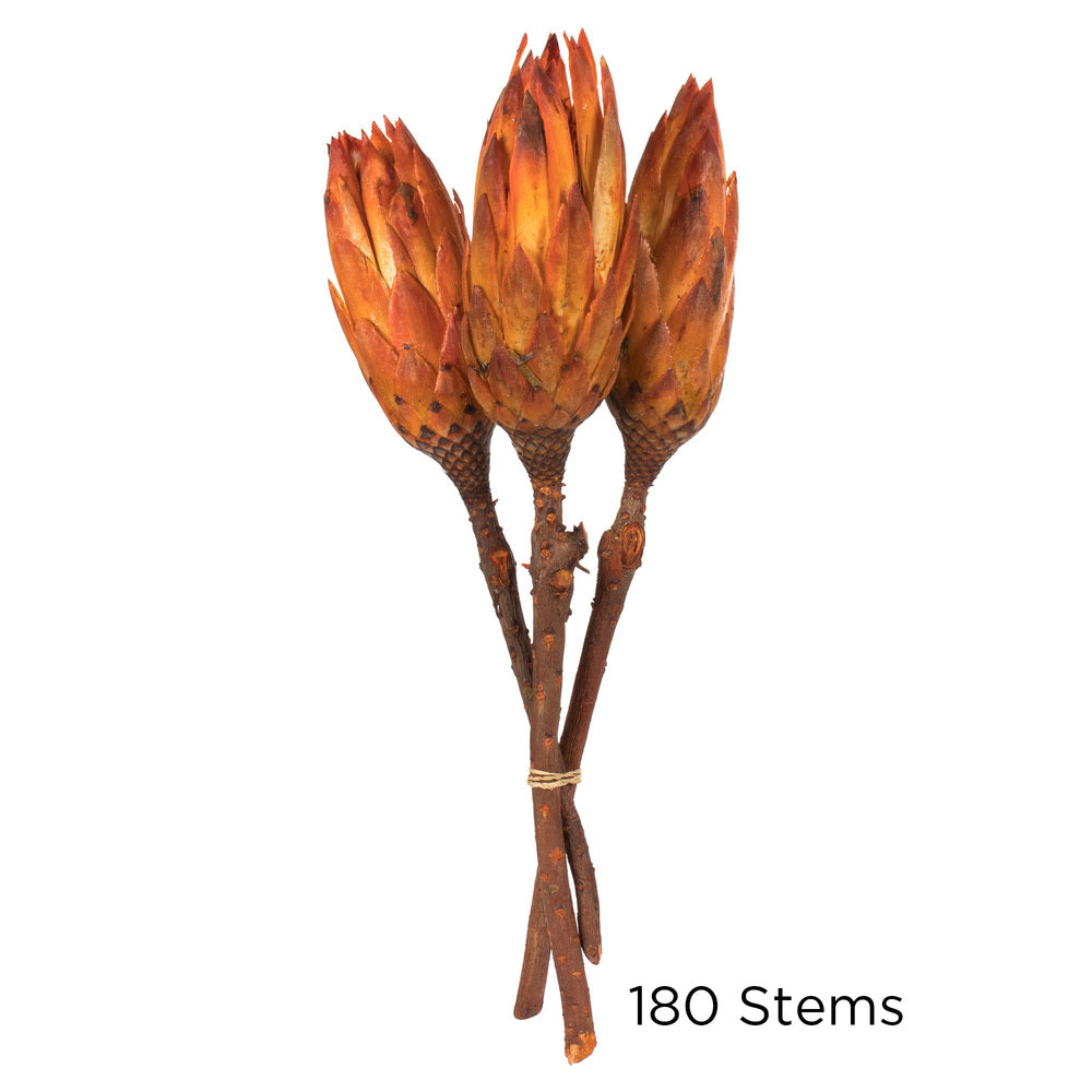 Vickerman 8-12" Nectarine Repens - Natural Stem -Bulk case 180 pieces Dried