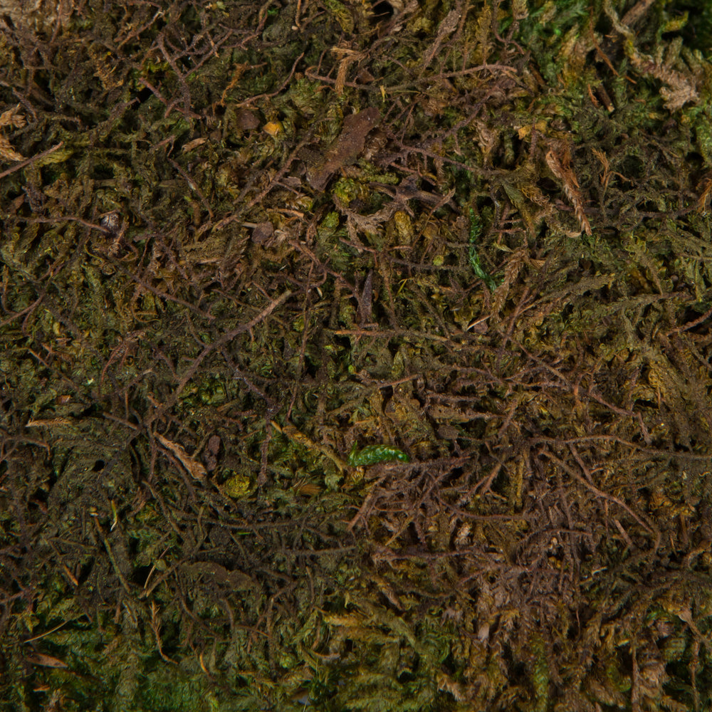 Vickerman Bag of Green Sheet Moss Preserved