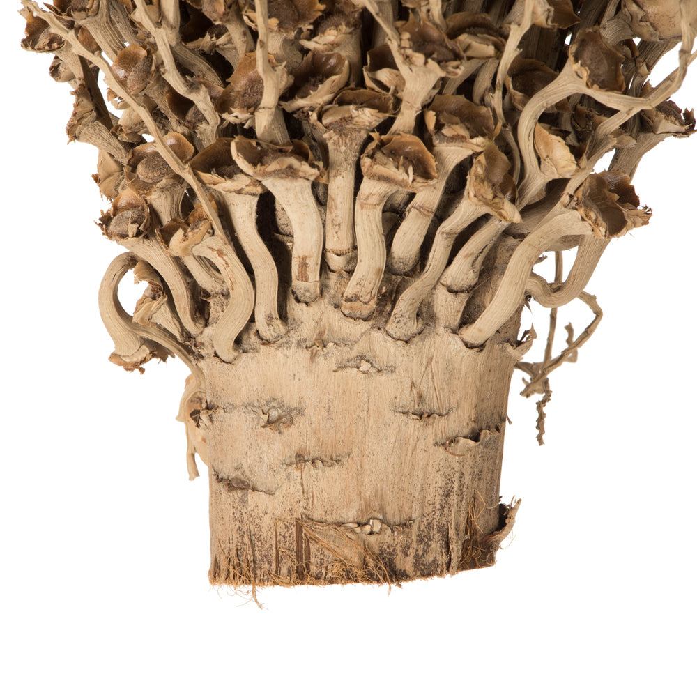 Vickerman 18 x 5" Natural Olympia Seed Pod - Small/Petite 1 piece Dried