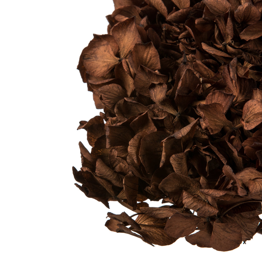 Vickerman 15" Brown Hydrangea with Multiple Branch Segments. Preserved
