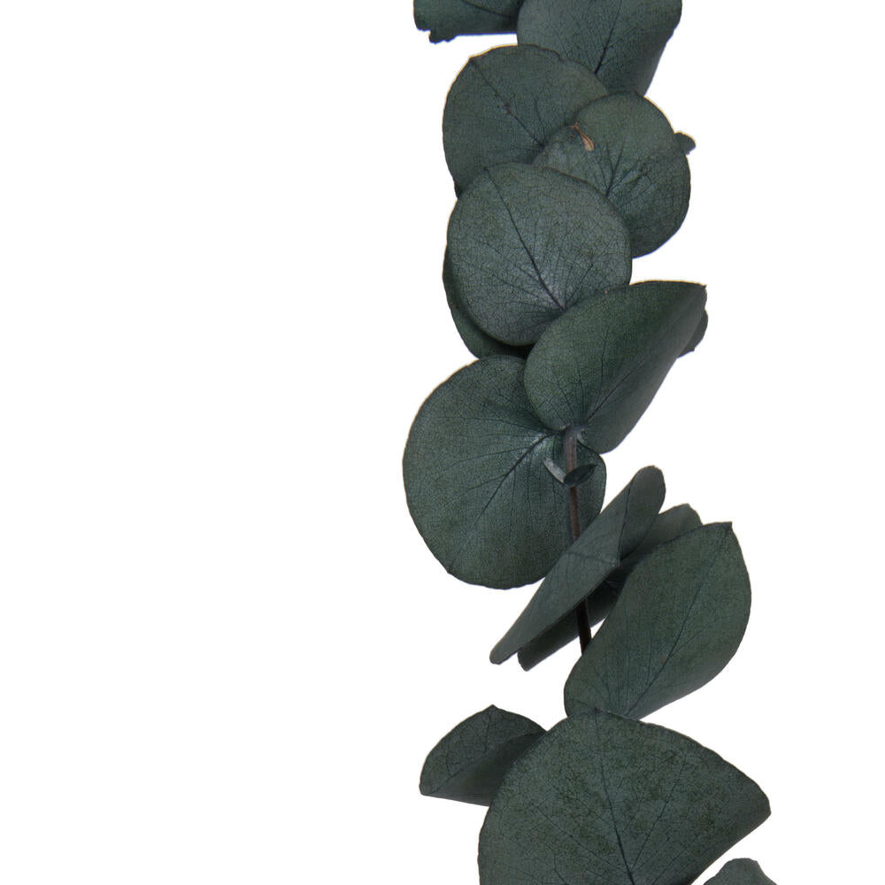 Vickerman Natural Botanicals 18-20" x 9" Eucalyptus Spiral Green 1 lb bundle