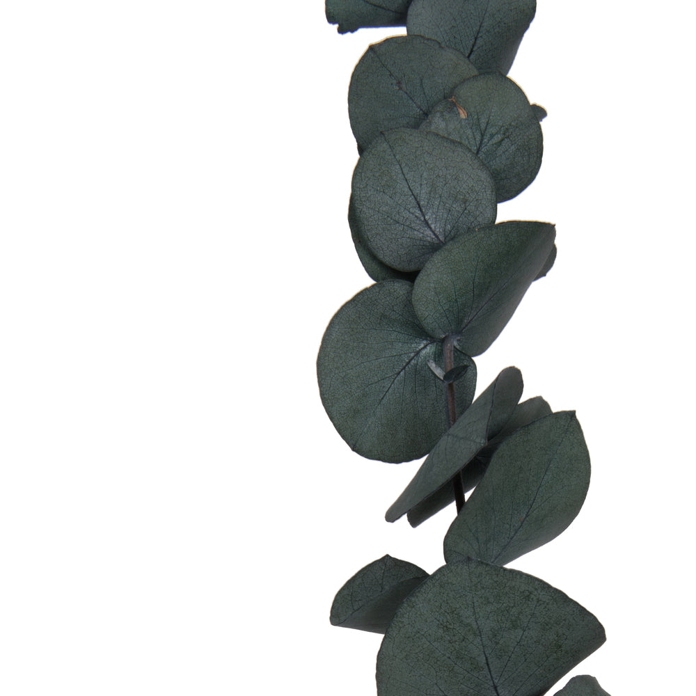 Vickerman Natural Botanicals 18-20" x 9" Eucalyptus Spiral Green 100 grams per bunch
