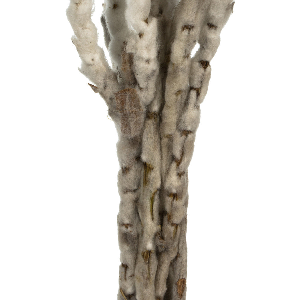 Vickerman 13-14" Natural White Everlasting Flowers approximately 23 blooms Dried