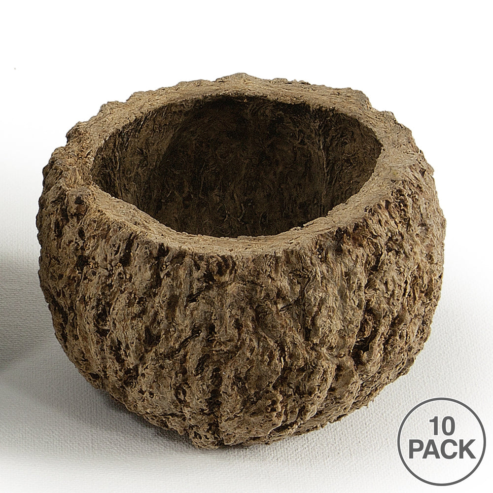 Vickerman 3" Wide Natural Mayan Coconut 10 per Pack Dried