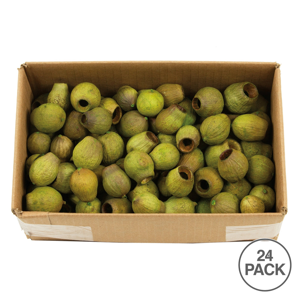 Vickerman BELLGUM PODS BULK BASIL 2 LB BULK CASE OF 25 pieces Dried