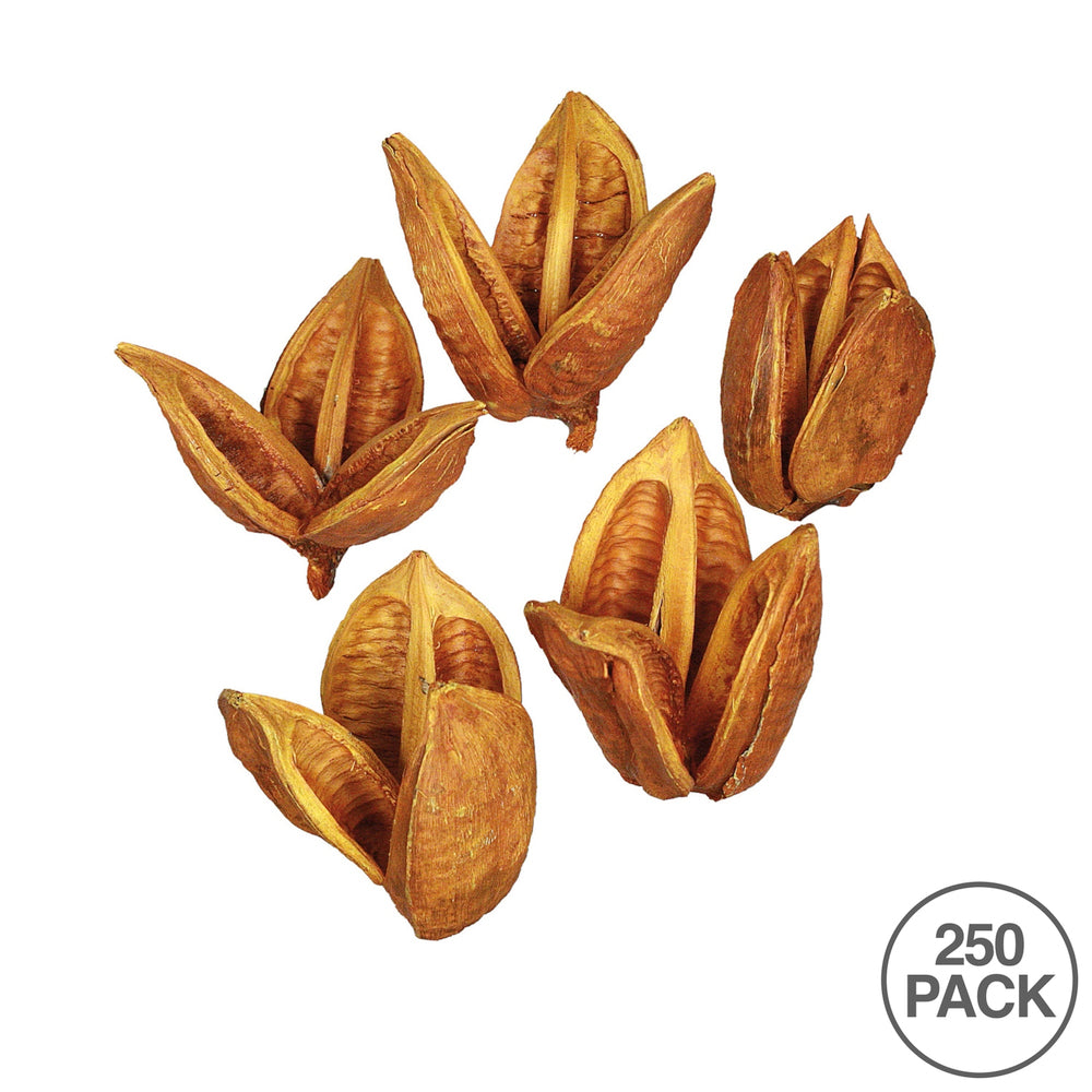 Vickerman 3-4" Aspen Gold Sora Pod 250 pieces per bulk case Dried