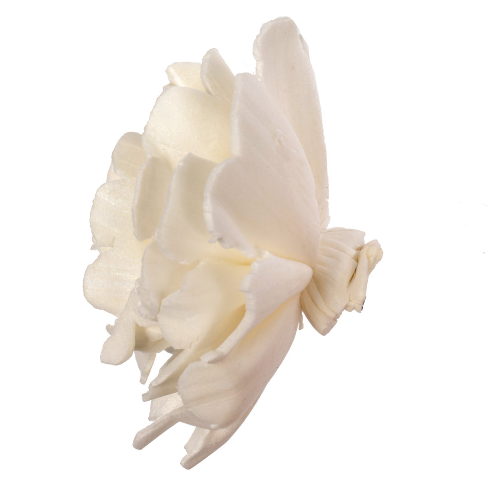 Vickerman Natural Botanicals 1.6"/2.4"/3.2" Assorted Natural Dried Camellia Sola Flower Head 24/bag.
