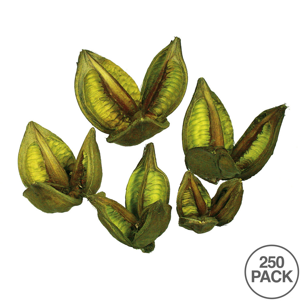 Vickerman 3-4" Light Basil Sora Pod 250 pieces per bulk case Dried