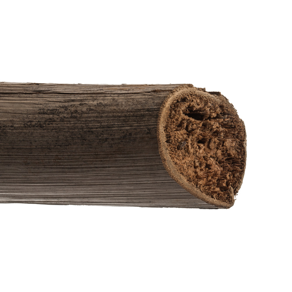 Vickerman 5-6' Natural Star Pod Stalk 1 stalk Dried