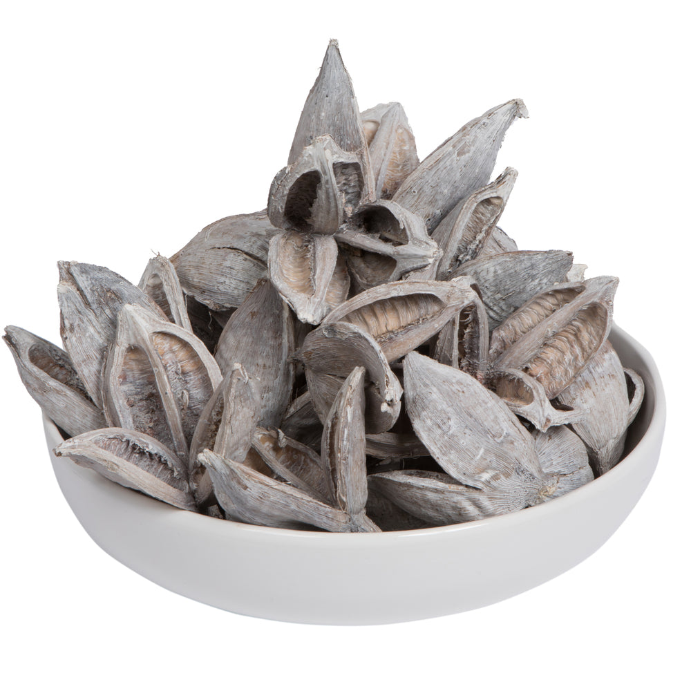 Vickerman 3-4" White Wash Sora Pod 250 pieces per bulk case Dried