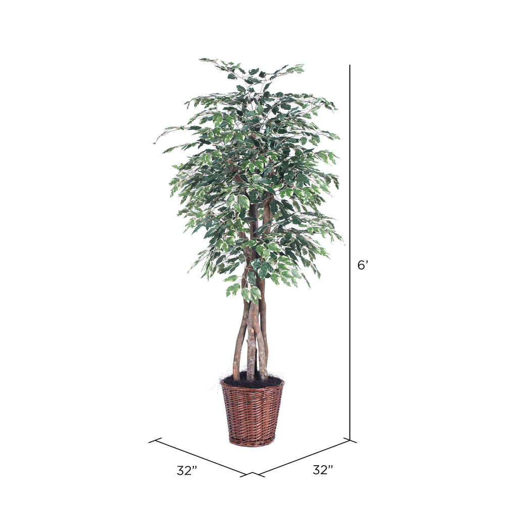 Vickerman 6' Artificial Variegated Ficus Executive Rattan Basket.