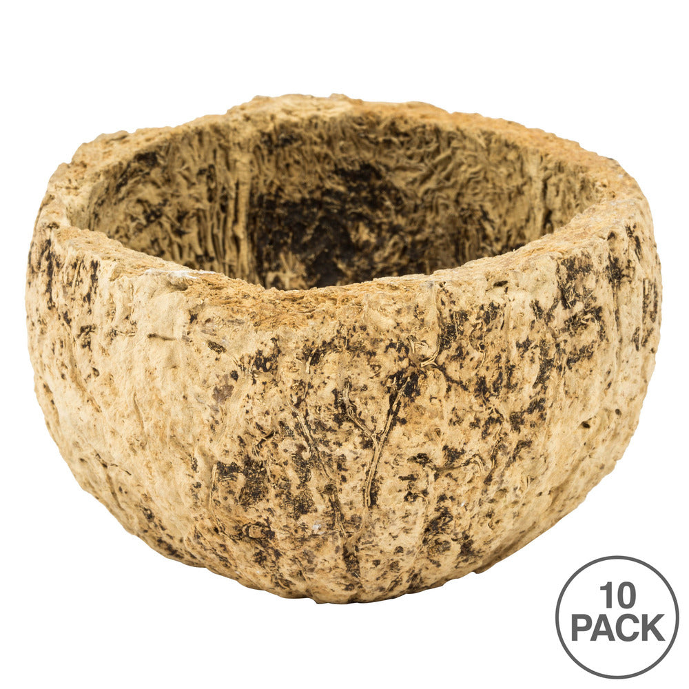 Vickerman 3" Half Bleached Mayan Coconut 10 per Pack Dried