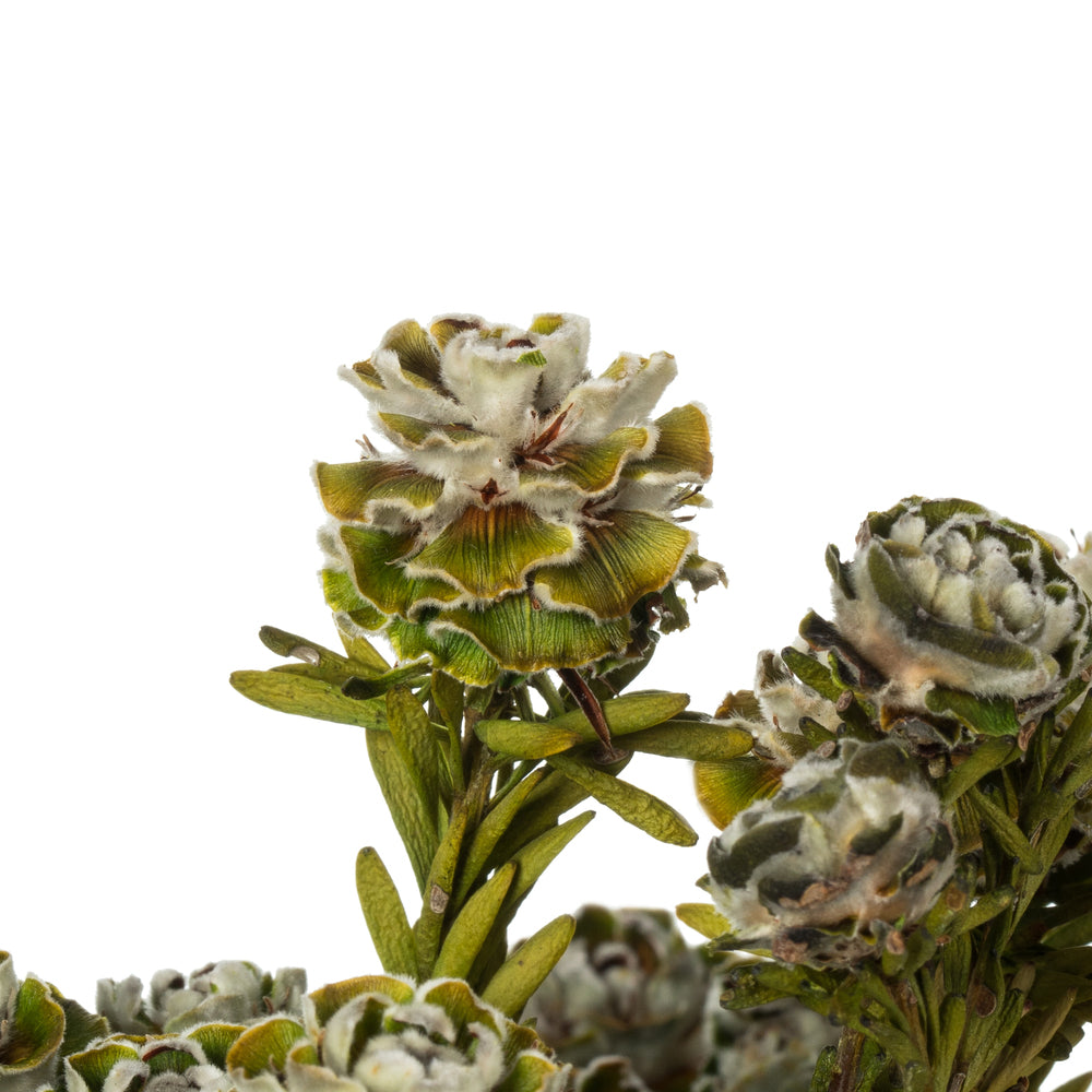 Vickerman 12" Natural White Tortum Bundle Female Preserved
