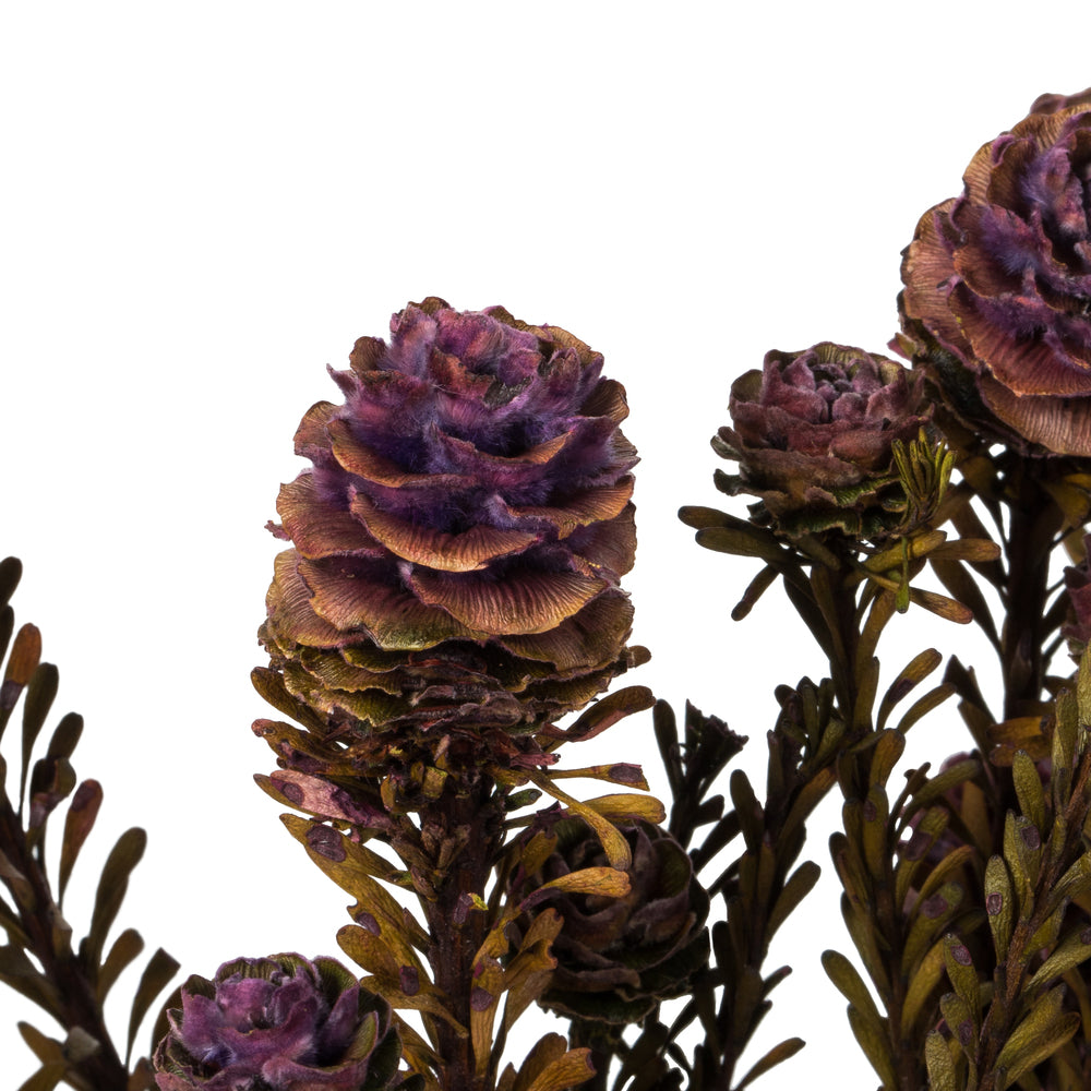 Vickerman 12" Violet Tortum Bundle Female Preserved