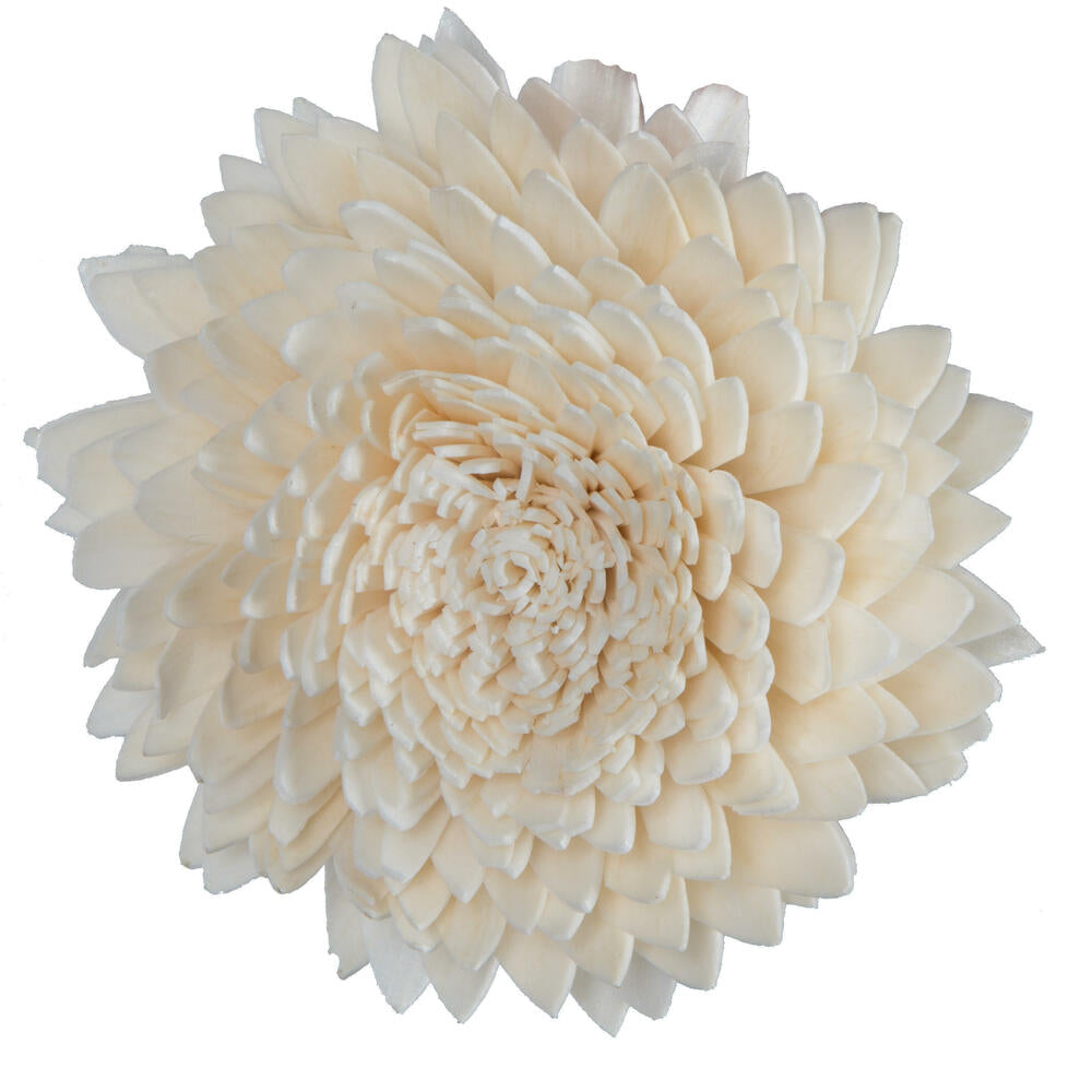 Vickerman Natural Botanicals 1.6"/2.4"/3.2" Assorted Natural Dried Zinnia Sola Flower Head 24/bag.