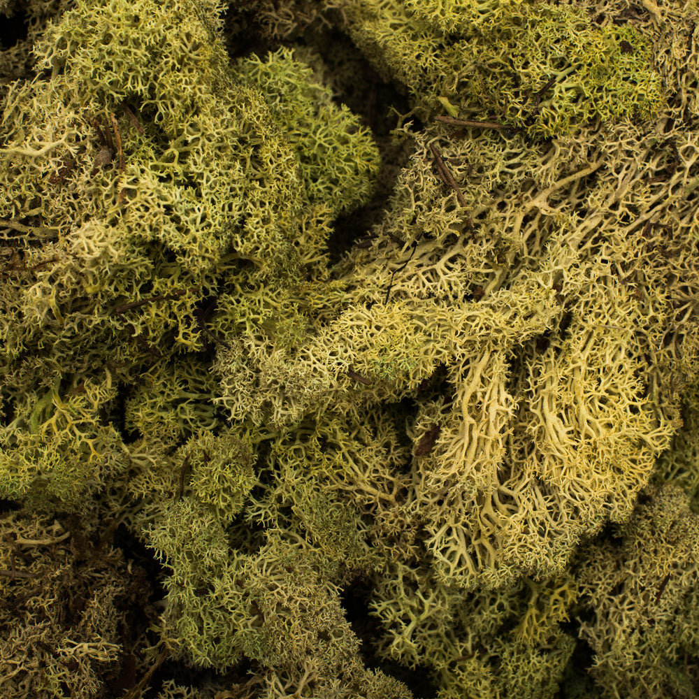 Vickerman Box Light Green Moss Reindeer- 9 lb bulk Preserved