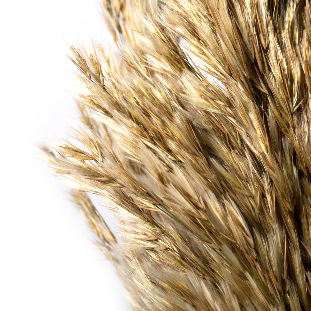 Vickerman 36" Ivory Plume Reed Bundle (15-20 stems) Preserved