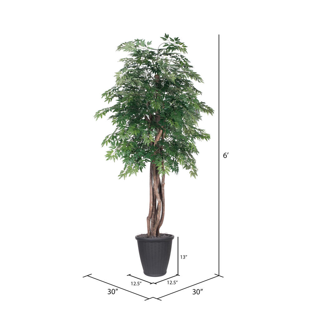 Vickerman 6' Artificial Ming Aralia Executive Tree Gray Round Plastic Container.