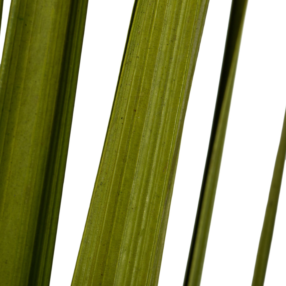 Vickerman 36-40" Basil Sable Grass 7 oz Bundle Dried