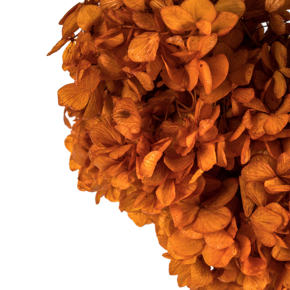 Vickerman 15" Autumn Hydrangea with Multiple Branch Segments. Preserved