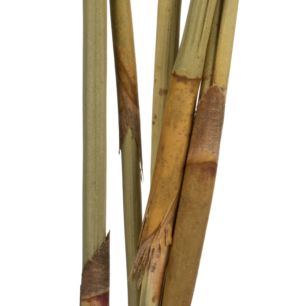 Vickerman 15" Red Artichokes on Reed Stems 5 stems Dried