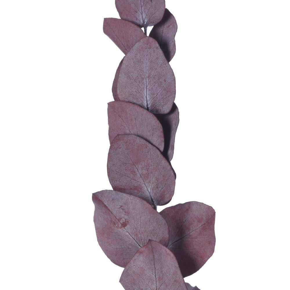 Vickerman Natural Botanicals 18-20" x 9" Eucalyptus Spiral Red 100 grams per unit