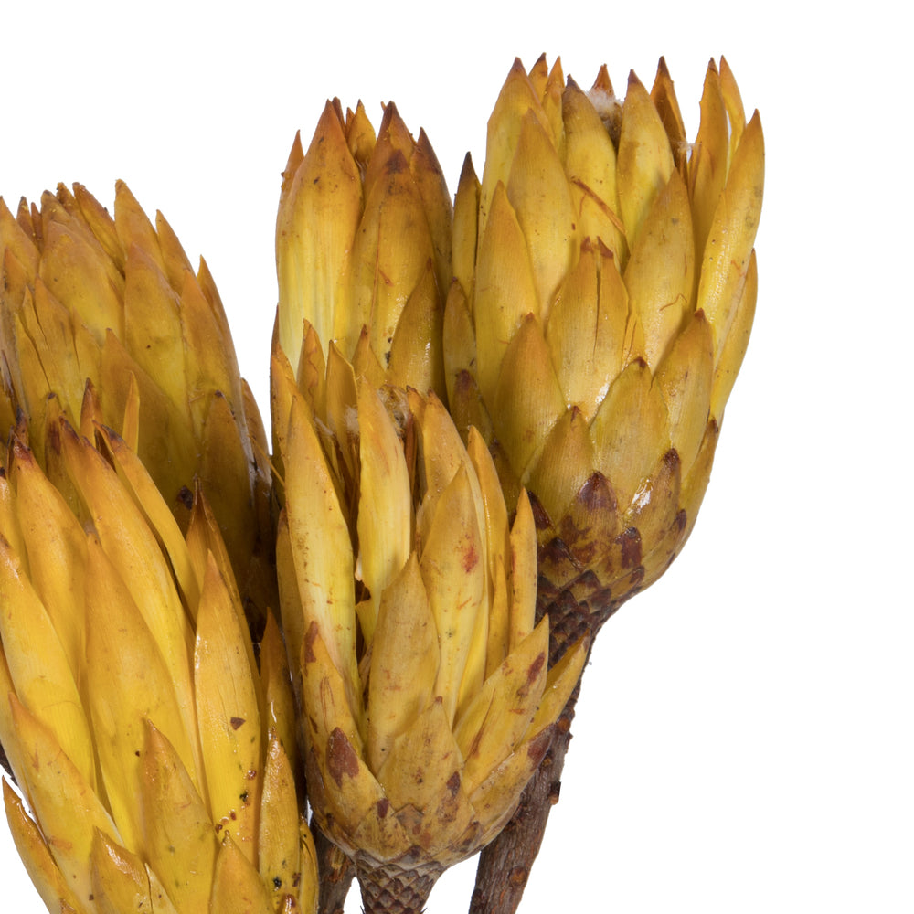 Vickerman 14" Yellow Repens on a Natural Stem. Includes 6 Stems per Bundle Dried