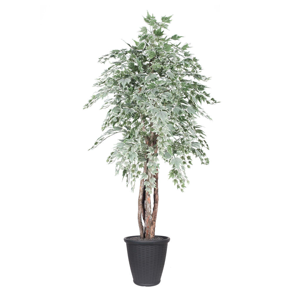 Vickerman 6' Artificial Silver Maple Executive Tree Gray Round Plastic Container.