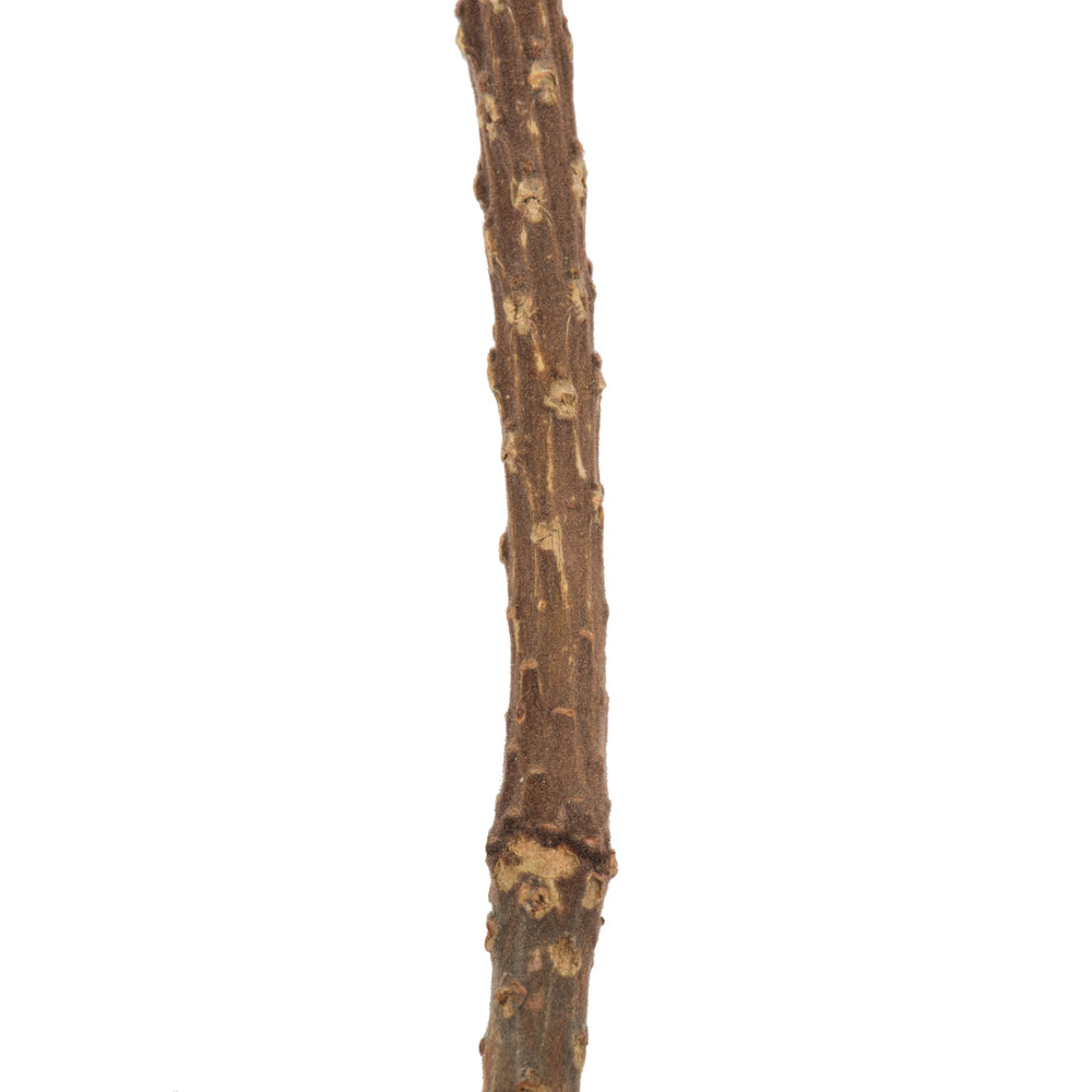 Vickerman 12" Natural Banksia Flower. Includes 25 Stems per Pack. Dried