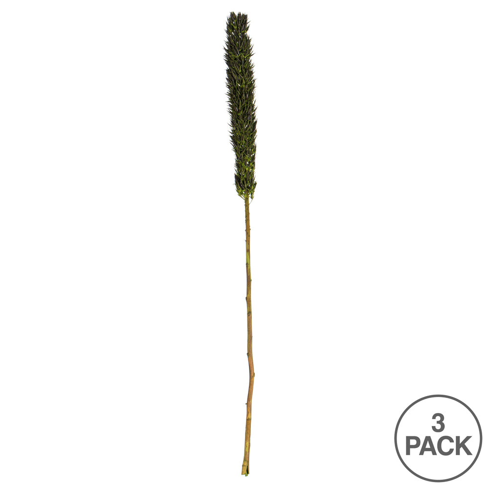 Vickerman 42-46" Basil Cierus Stem. Includes 3 Stems per Pack Dried