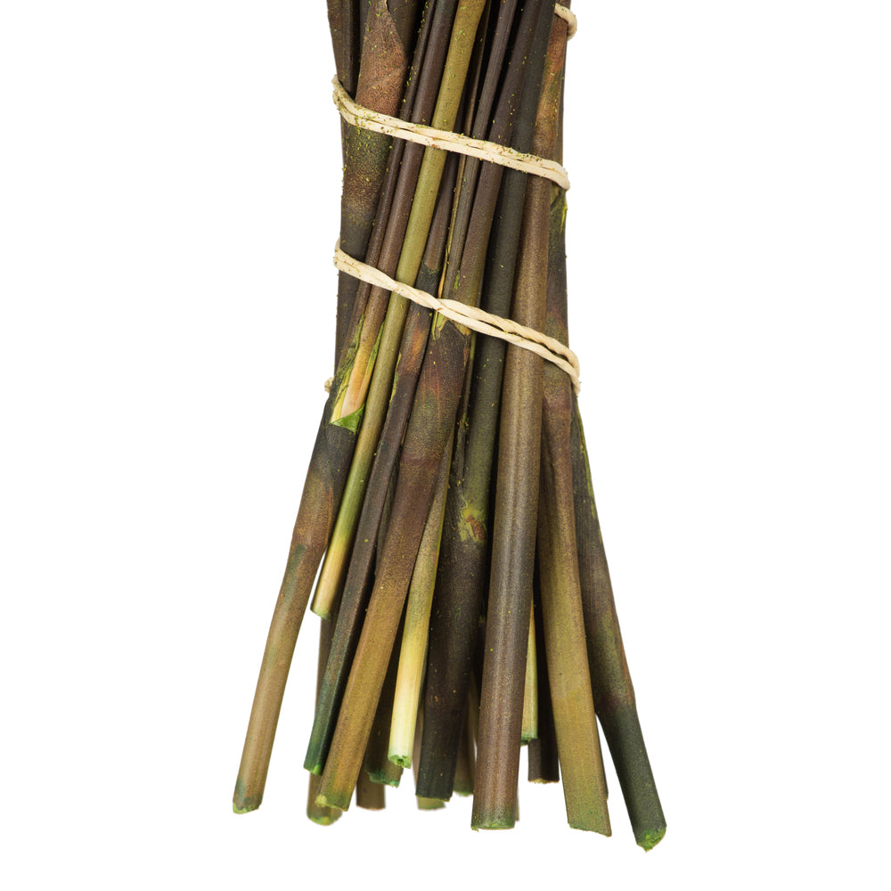 Vickerman 15-20" Aspen Gold Bell Female short 5-6 oz Bundle Preserved