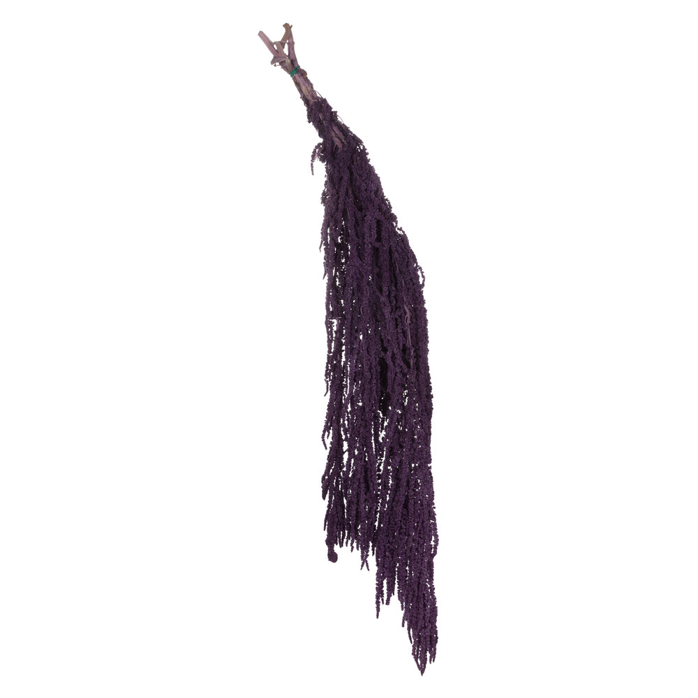 Vickerman 30" Violet Amaranthus Bundle Preserved
