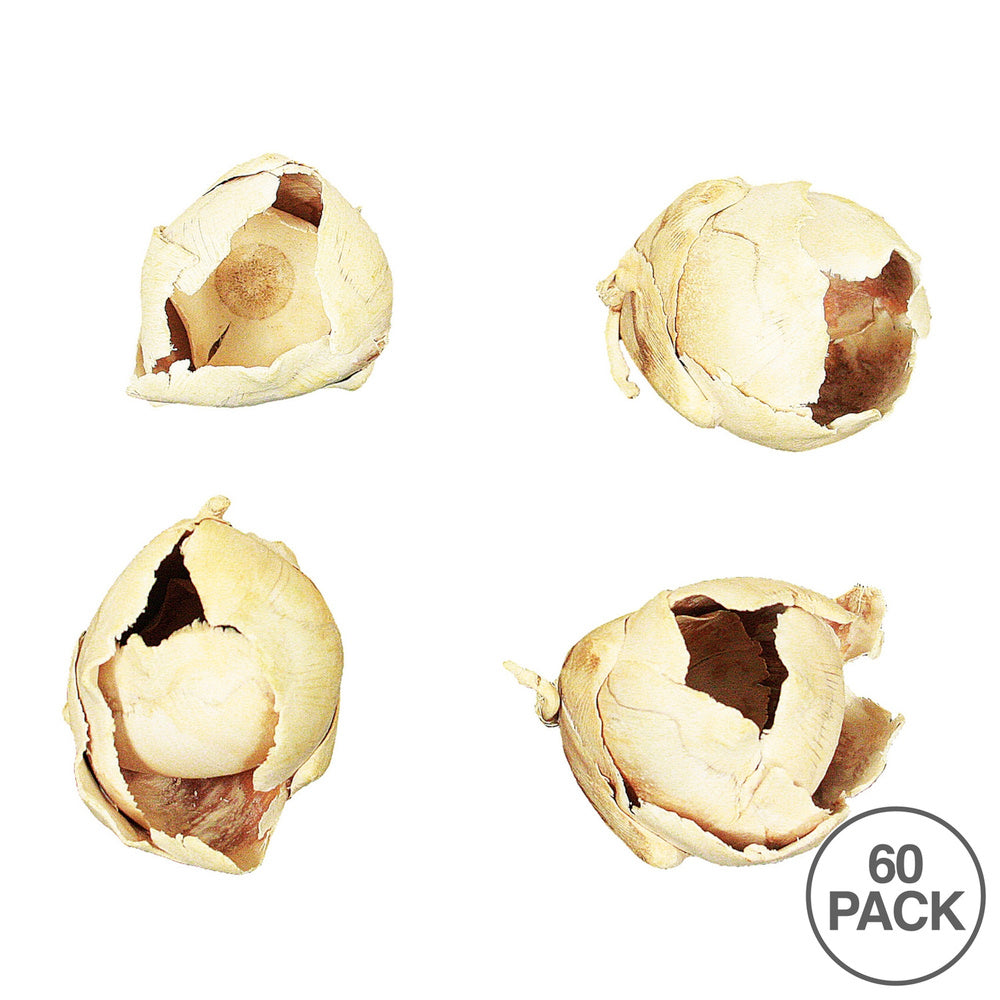 Vickerman 2-3" Bleached Cacho Pod Bulk bulk case 60 per Box Dried