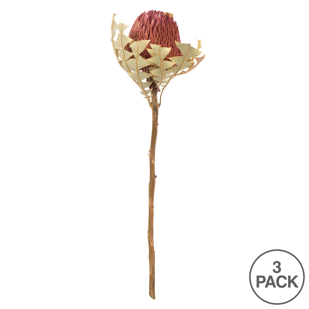Vickerman 12" Erica Pink Baxteri (Banksia) Flower with Stem. Includes 3 Stems per Pack Dried