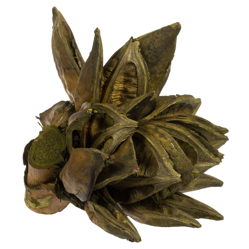 Vickerman 6" Basil Star Pod 1 piece Dried