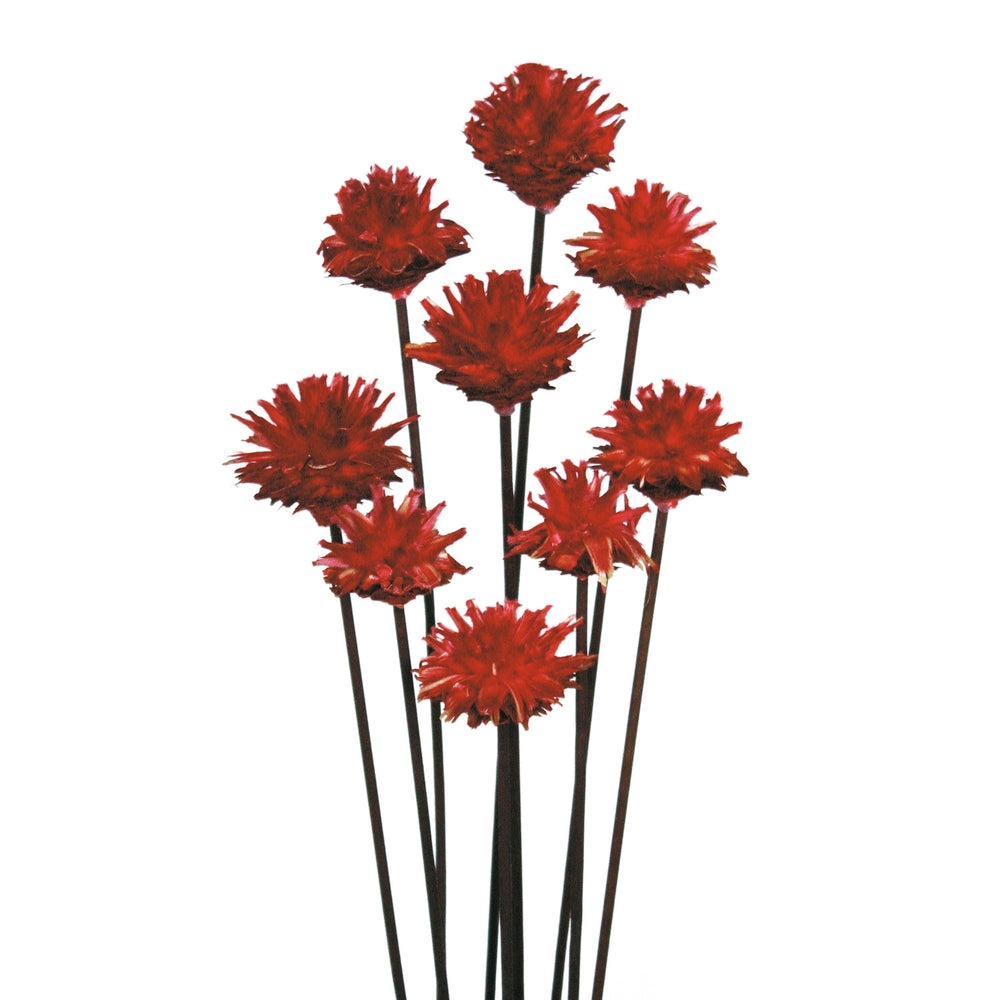 Vickerman 20" Red Plumosum Head attached to a Brown Stem 9 stems Dried