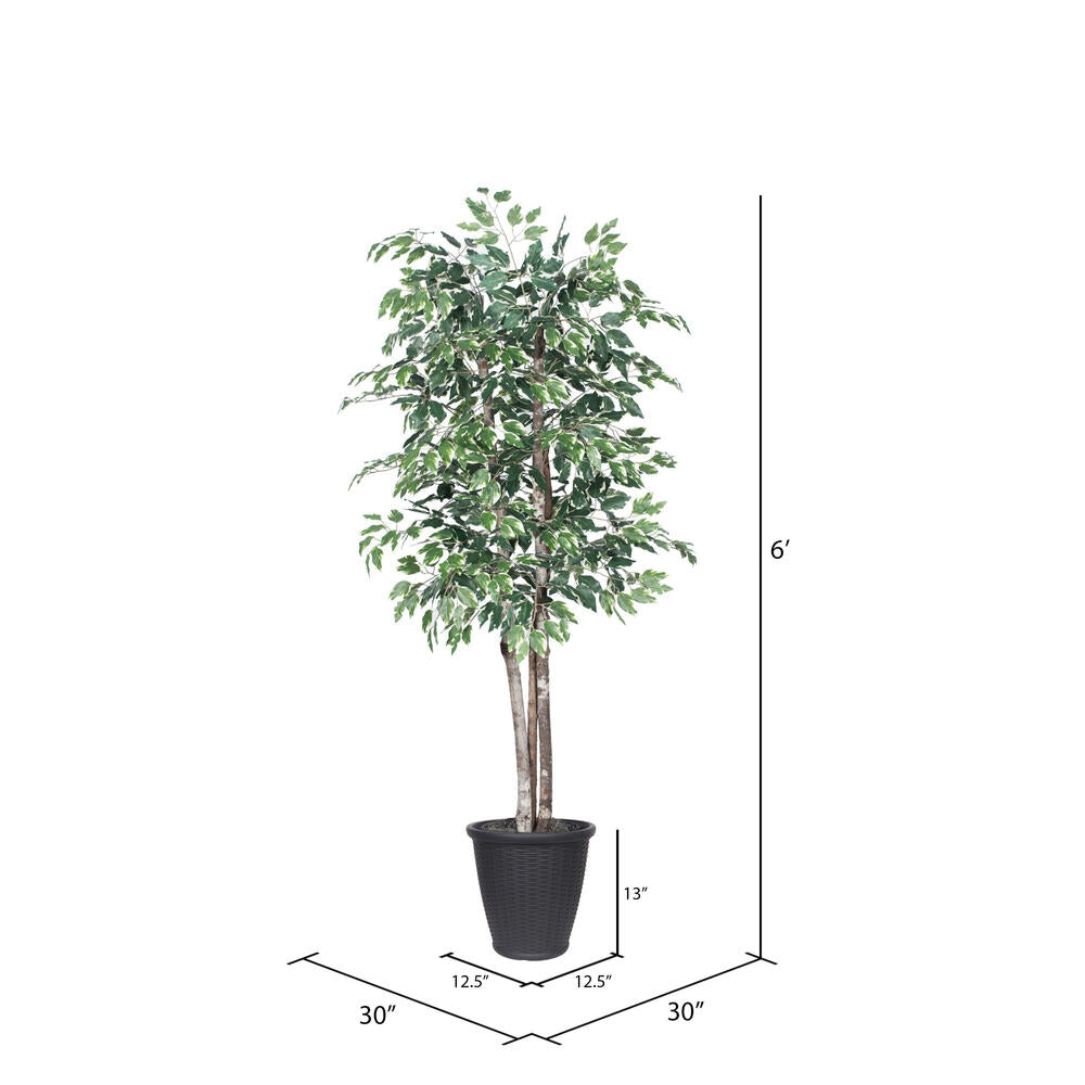 Vickerman 6' Artificial Variegated Ficus Deluxe Tree Gray Round Plastic Container.