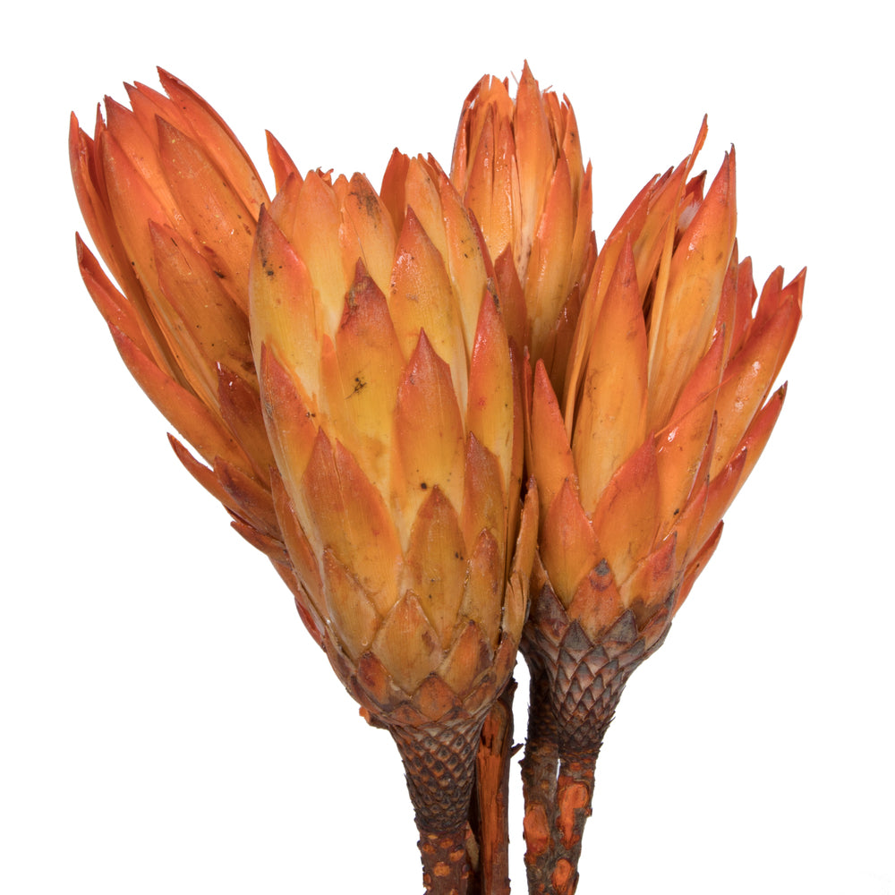 Vickerman 14" Nectarine Repens on a Natural Stem. Includes 6 Stems per Bunch Dried