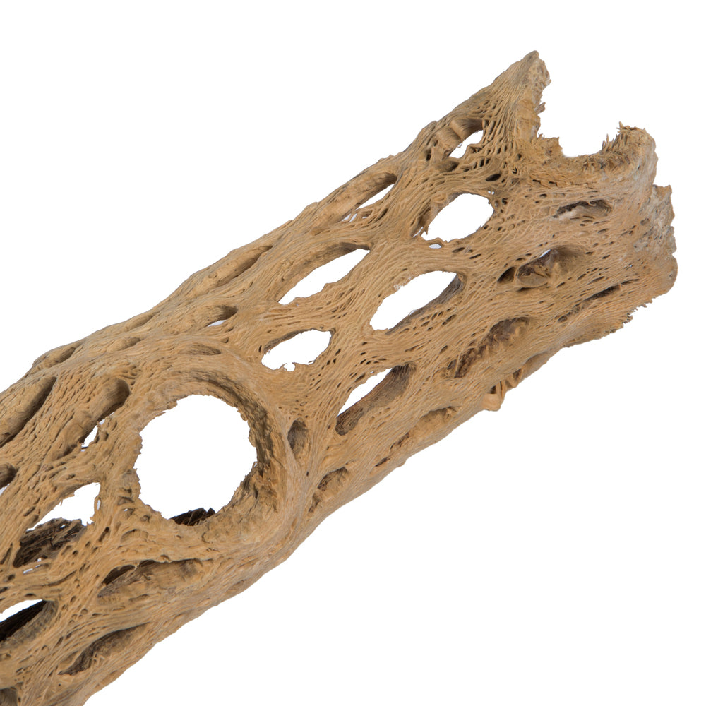 Vickerman CHOLLA NATURAL 42-47" PIECE Dried