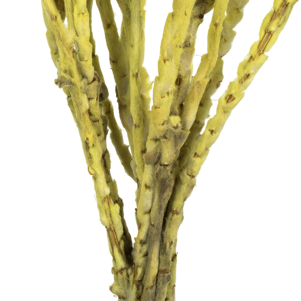 Vickerman 13-14" Yellow Everlasting Flowers approximately 23 blooms Dried