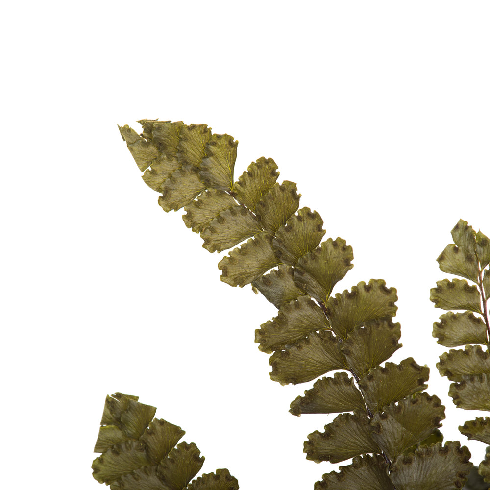 Vickerman 6-10" Fern Green Fern - Felci 6 stems Preserved